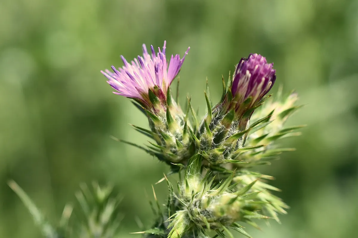 Leave No Trace: A Seasonal Checklist for Spring Wildflower Hikes